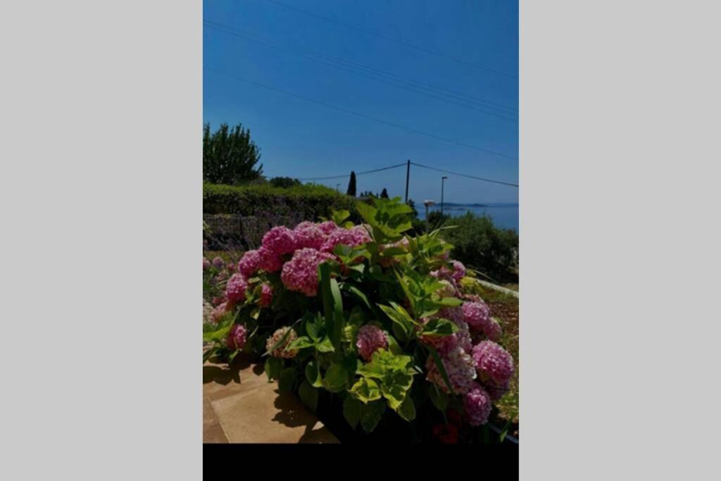 Villa Pergola -Apartment Roko Mlini Eksteriør billede