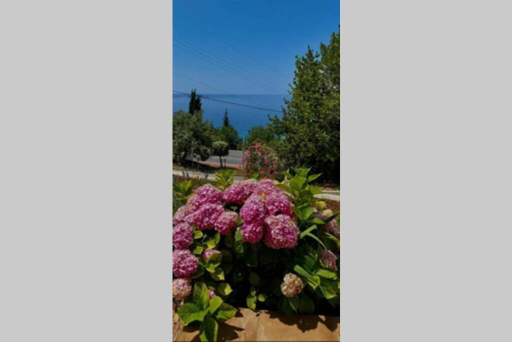 Villa Pergola -Apartment Roko Mlini Eksteriør billede
