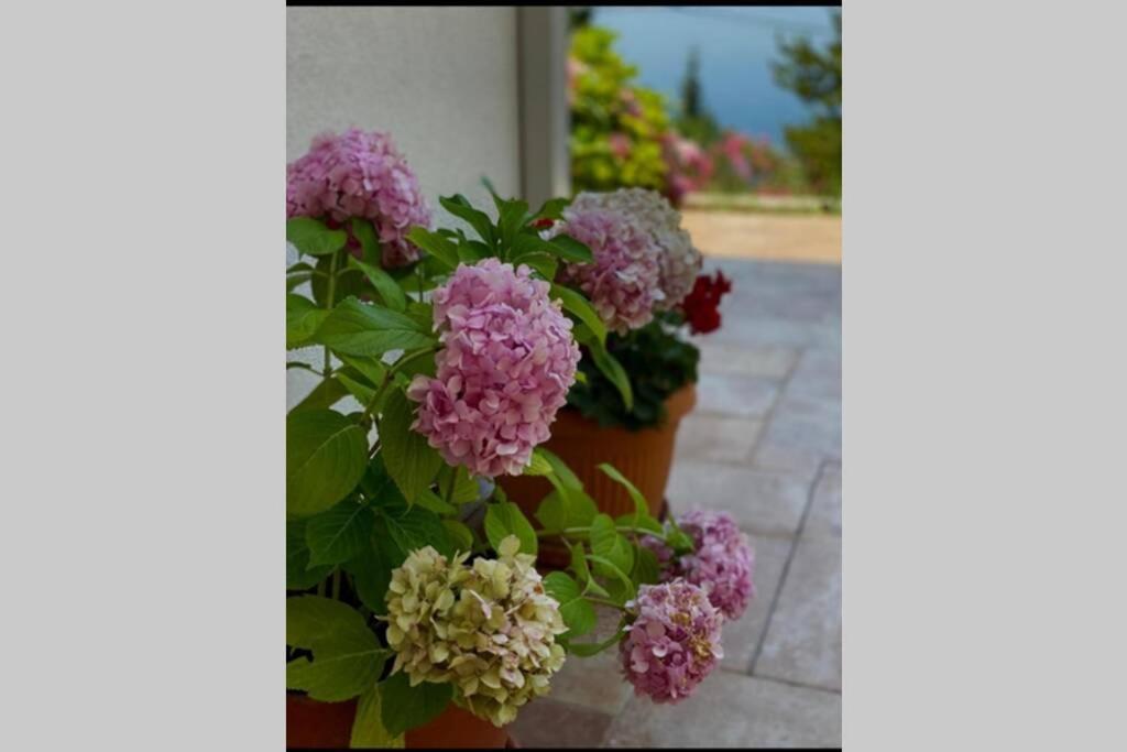 Villa Pergola -Apartment Roko Mlini Eksteriør billede